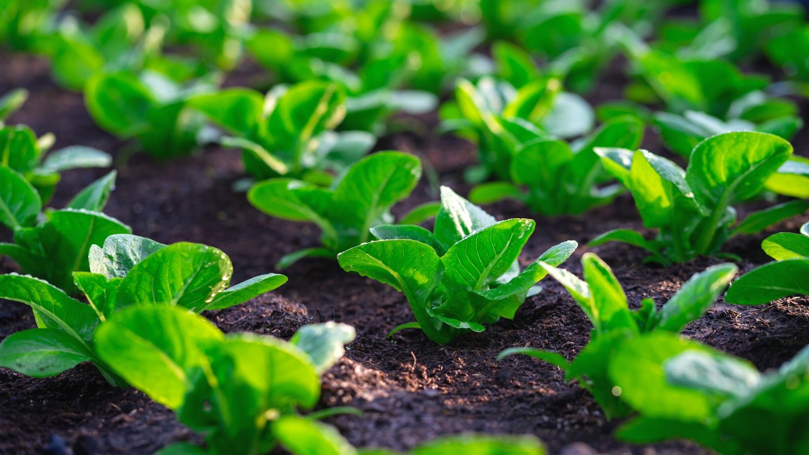 Close-up of fresh lettuce in the vegetable garden. Lettuce showcases a verdant and crisp appearance with its loose or tightly packed rosette of tender leaves. Its leaves are a rich green color with delicate veins running throughout. They are oval and smooth, covered with drops of water.