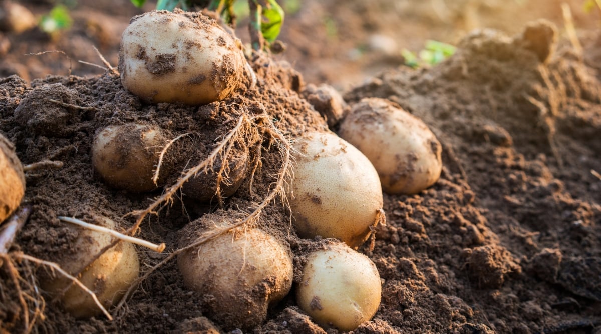 A close-up of freshly harvested sweet potatoes nestled in a pile of loose dirt. The potatoes are a golden brown color, with some still clinging to clods of dark, damp soil. The edges of the potatoes are catching a soft golden glow from the setting sun.
