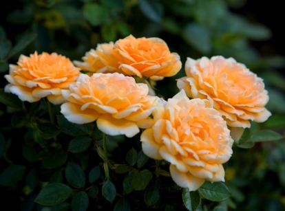 Vibrant yellow Grandiflora Roses bloom, their petals unfurling in delicate layers under the sun's warm embrace. Surrounding the roses, deep green leaves stand out with their glossy texture, providing a lush backdrop for the cheerful blossoms to shine against.