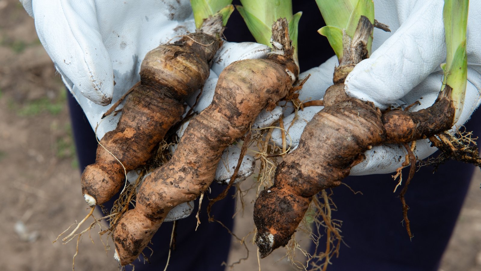 A gloved hand holding several thick, brown rhizomes with fresh green shoots and fibrous roots.