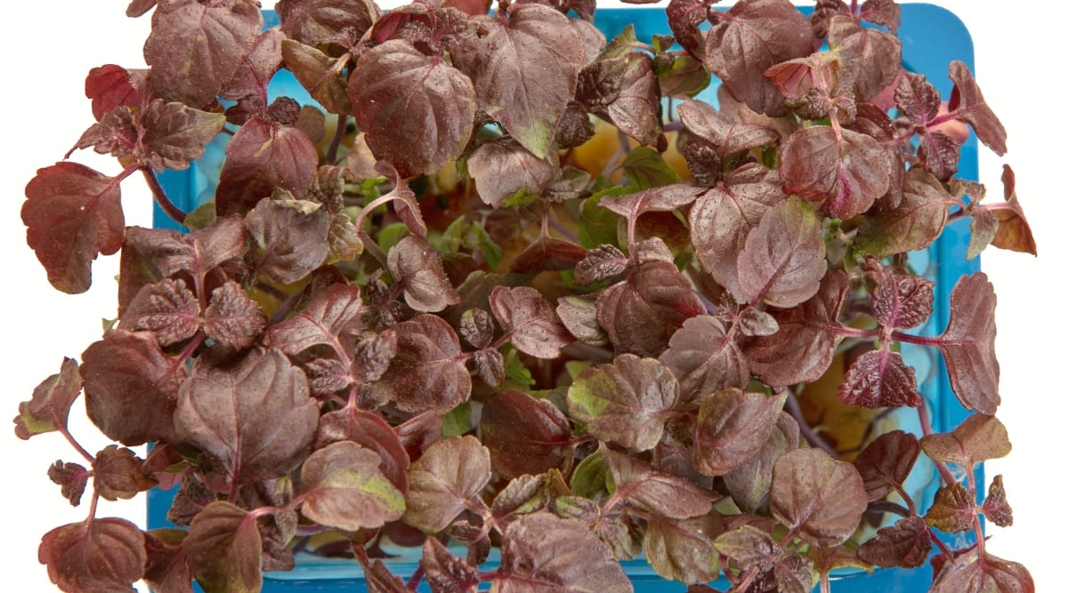 Close-up of Shiso microgreens in the kitchen, against a blurred background. The sprouts are small, have thin pale stems with heart-shaped leaves of green with a purple tint.