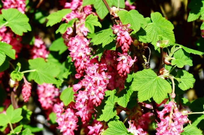 A red-flowering currant, its vibrant leaves embracing clusters of delicate pink blooms, basks in the warm embrace of the radiant sun.