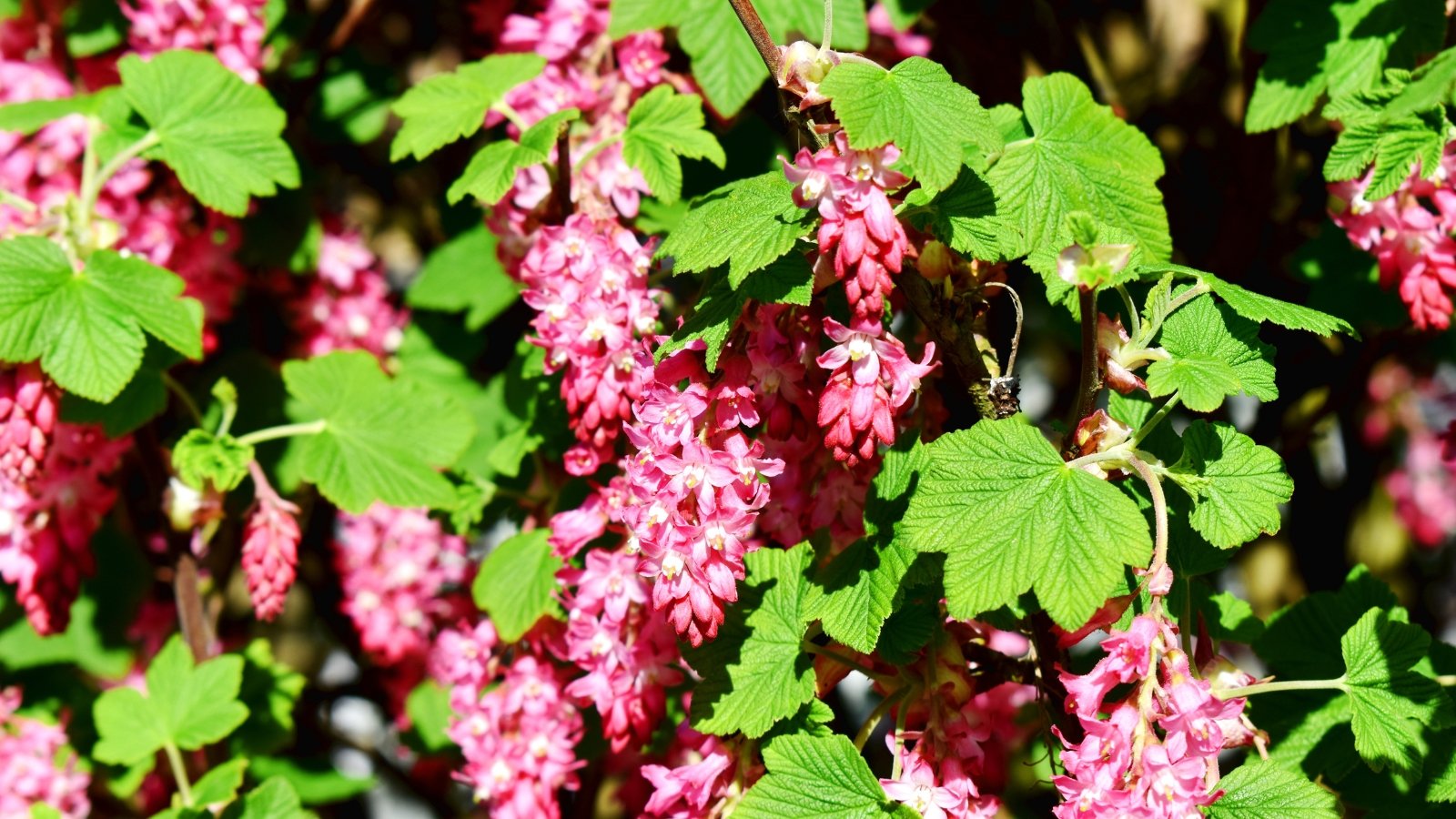 A red-flowering currant, its vibrant leaves embracing clusters of delicate pink blooms, basks in the warm embrace of the radiant sun.