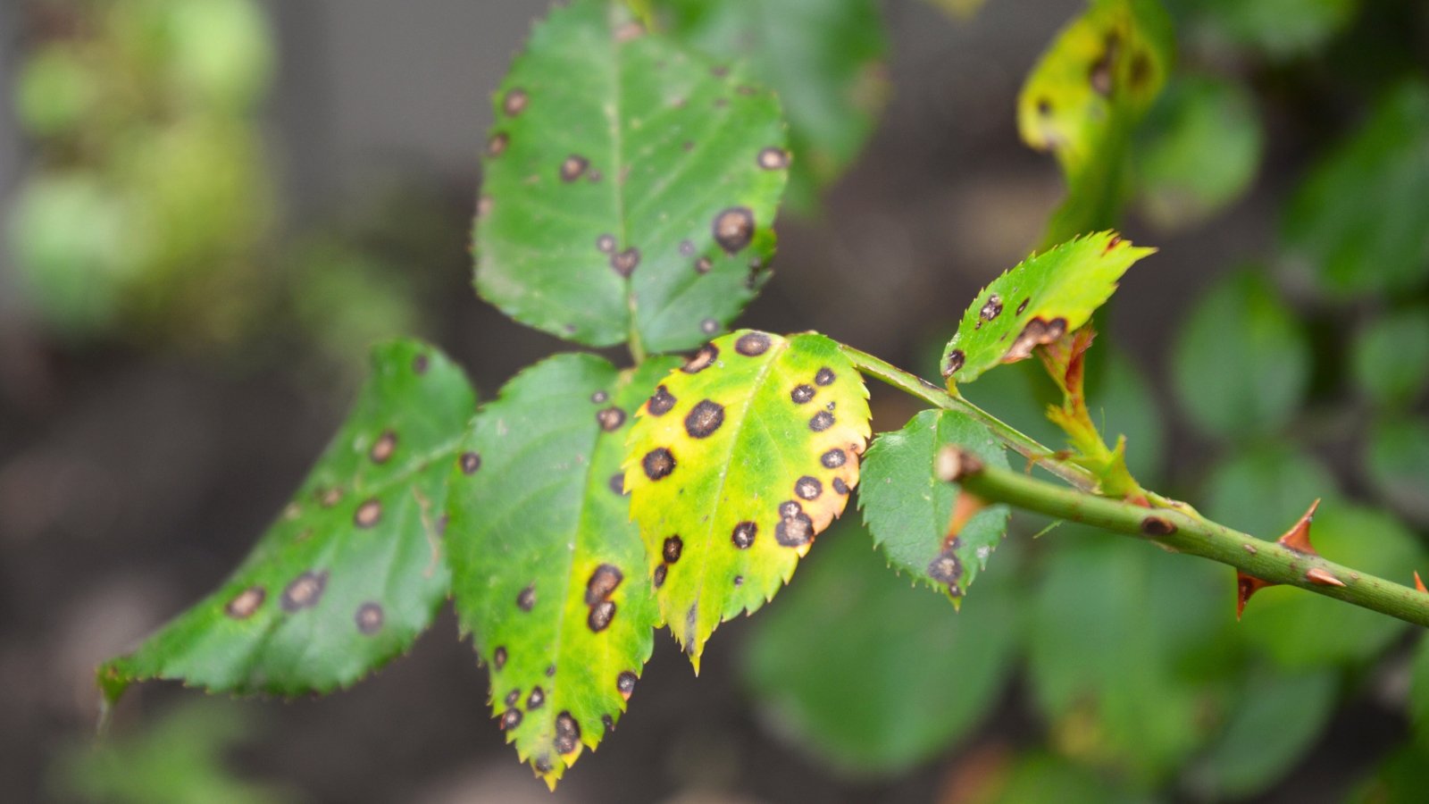 Fungal rose black spot disease appears as circular black spots with fringed edges on rose leaves, causing the surrounding tissue to yellow.