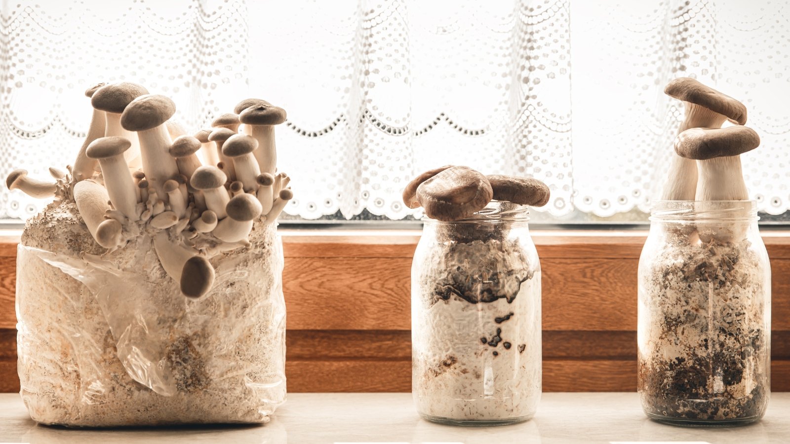 A transparent plastic bag and two clear jars hold clusters of earthy brown mushrooms, neatly arranged against the backdrop of a weathered wooden window, basking in natural light.