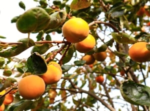 Close-up of Fuyu persimmon tree in a sunny garden against a blue sky. The Fuyu persimmon tree is characterized by its attractive, glossy green foliage and striking orange fruits. The fruits are medium to large in size, round or slightly flattened in shape, and have a smooth, shiny skin.