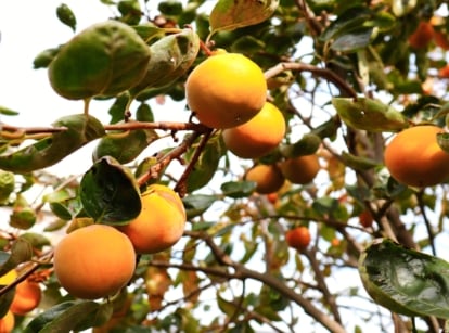 Close-up of Fuyu persimmon tree in a sunny garden against a blue sky. The Fuyu persimmon tree is characterized by its attractive, glossy green foliage and striking orange fruits. The fruits are medium to large in size, round or slightly flattened in shape, and have a smooth, shiny skin.