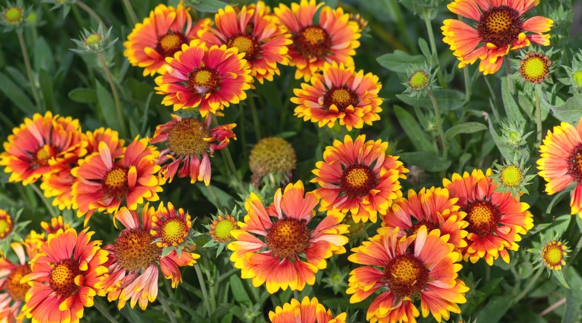 Top view, close-up of a blooming Gaillardia pulchella plant. The plant has deeply lobed, lanceolate leaves that are pubescent and grey-green in color. The leaves are arranged in a basal rosette at the base of the plant, with additional leaves growing along the stems. Gaillardia pulchella produces stunning daisy-like flowers. The flowers have a prominent central disc surrounded by ray-shaped inflorescences. The disk is dark red, while the marginal inflorescences vary in color from bright yellow to orange or red.