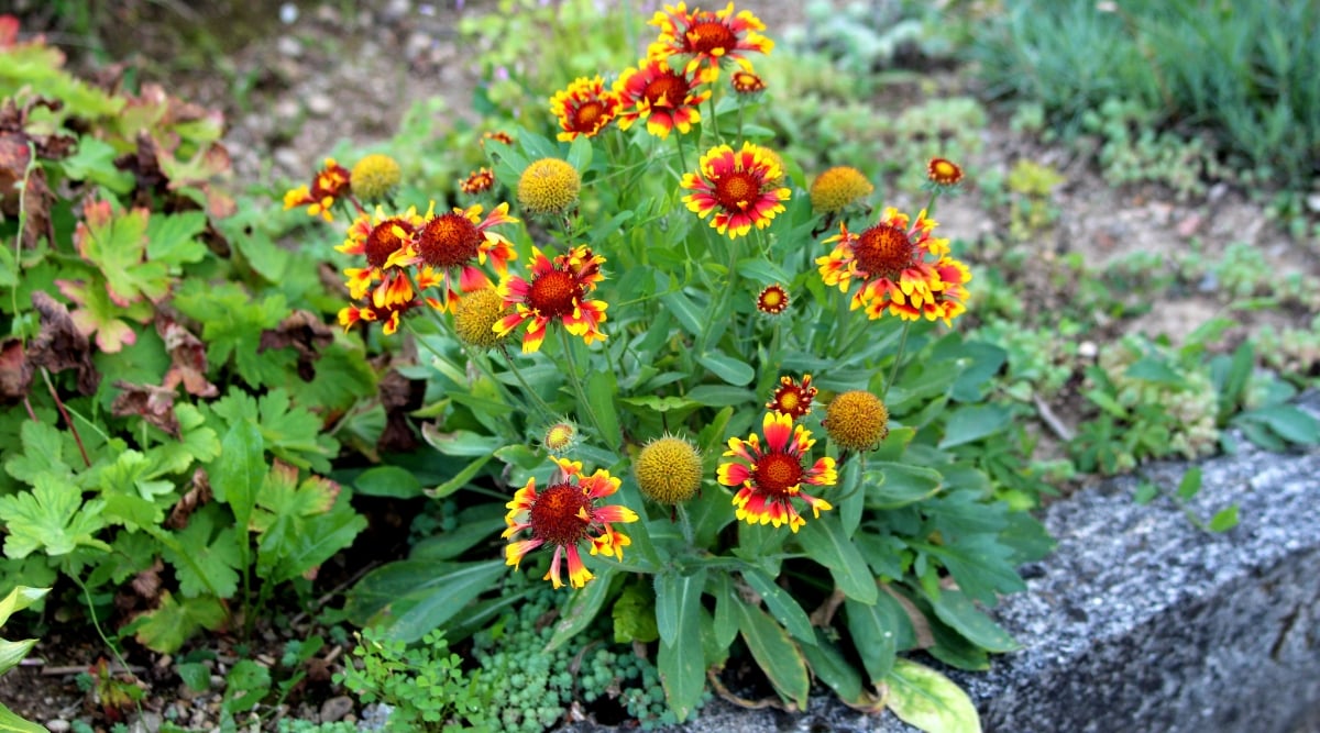 Gaillardia flowers portraying a sunrise glow with petals in vibrant shades of red and yellow. 