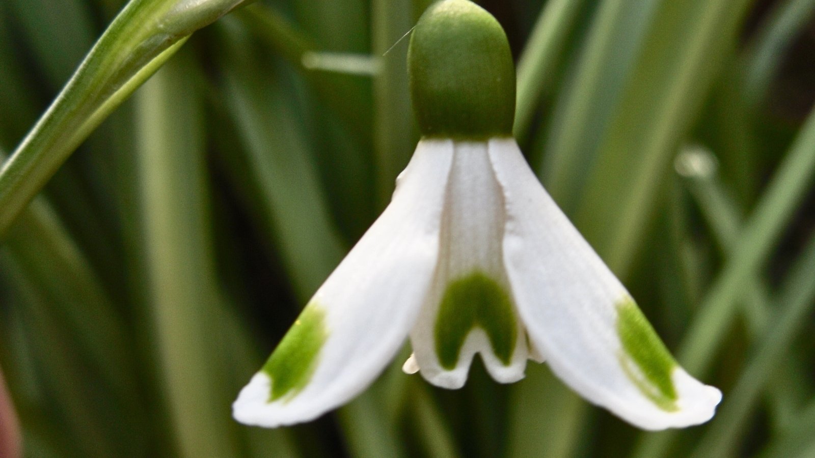 А small, nodding white flower with green-tipped petals dangles delicately from a thin stem, rising above grass-like leaves.
