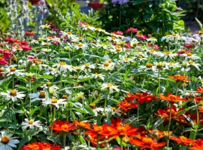 garden color schemes. Close-up of a flowering bed of colorful zinnias in a sunny garden. Zinnias are vibrant and eye-catching annual flowers known for their striking colors and diverse forms. They feature sturdy stems with lance-shaped leaves arranged opposite each other. Atop these stems, zinnias produce large, daisy-like flowers with multiple layers of petals in a wide array of hues, including shades of red, orange, pink, and white.