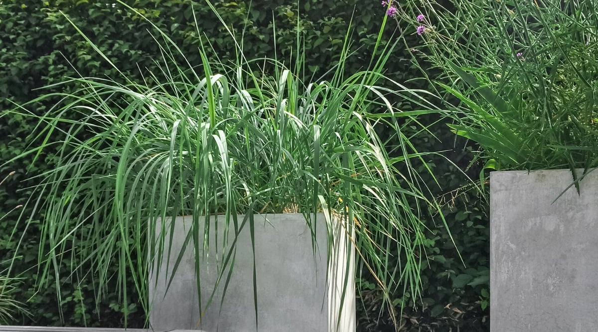 Two large cement pots adorn the garden, each brimming with vibrant little bluestem grasses, their textured surfaces complement the rustic surroundings. Behind the pots, a rectangular shrub adds an element of structured greenery.
