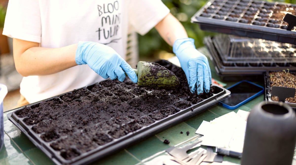 Close-up of a woman in a white T-shirt and blue rubber gloves adding moist soil mixture to a seed starting tray, in the garden on a green table. She adds soil with a green spatula. The starting tray is large, rectangular, plastic, black, with many small deep holes filled with soil.