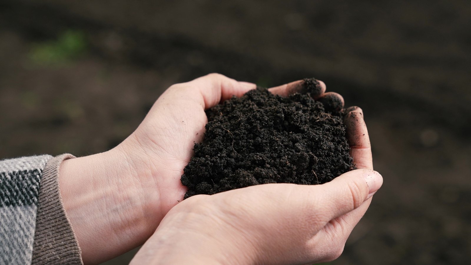 A close-up captures a farmer's hands with a handful of fresh, loose, dark brown soil, almost black in hue.