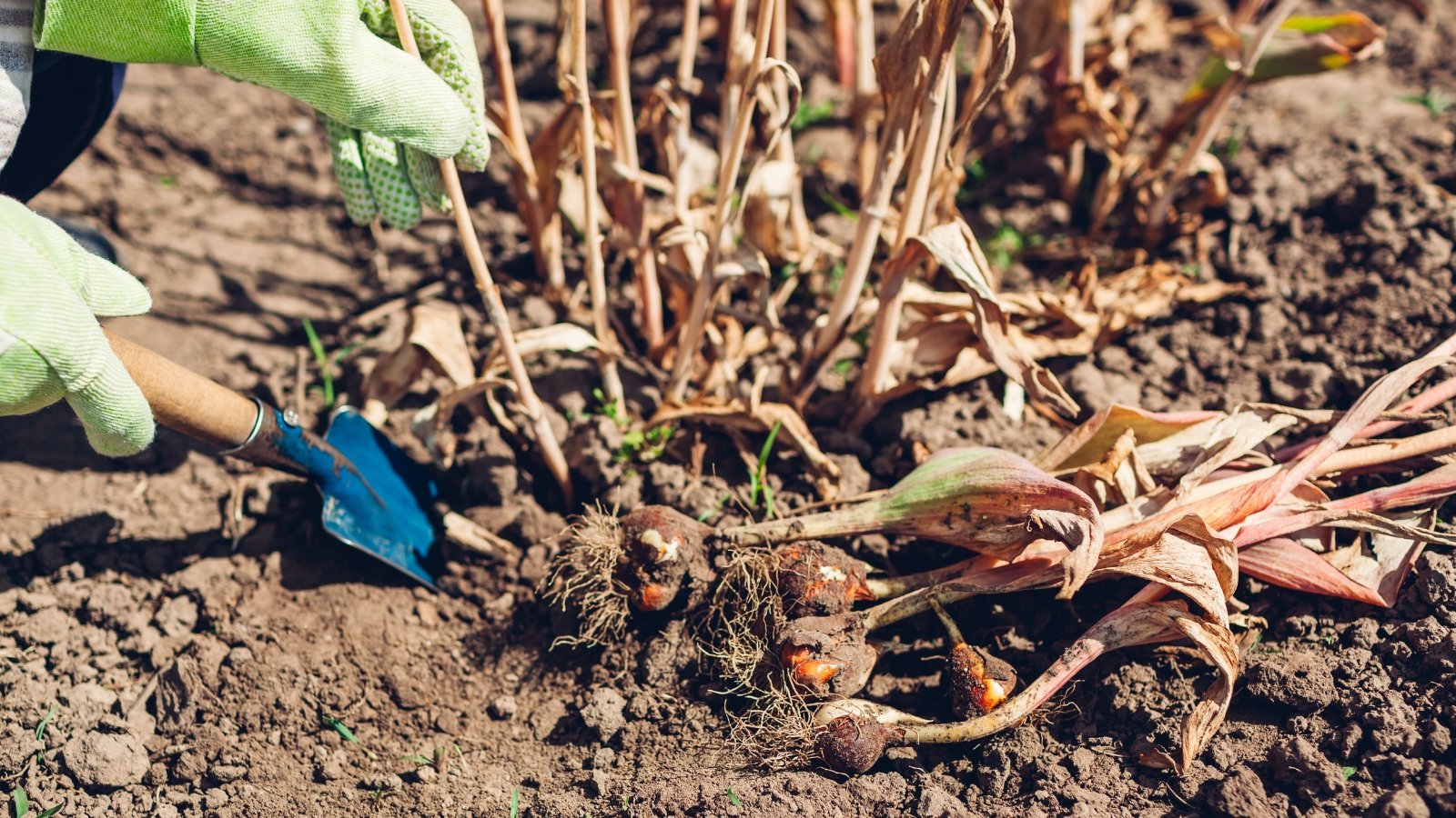 Close-up of a gardener's hands in white gloves and with a garden trowel digging up tulip bulbs in a sunny garden. Tulip bulbs with dry stems and leaves exhibit a dormant appearance, with the once-vibrant foliage now brown and desiccated. The bulbs themselves retain their firmness, covered in papery outer layers.