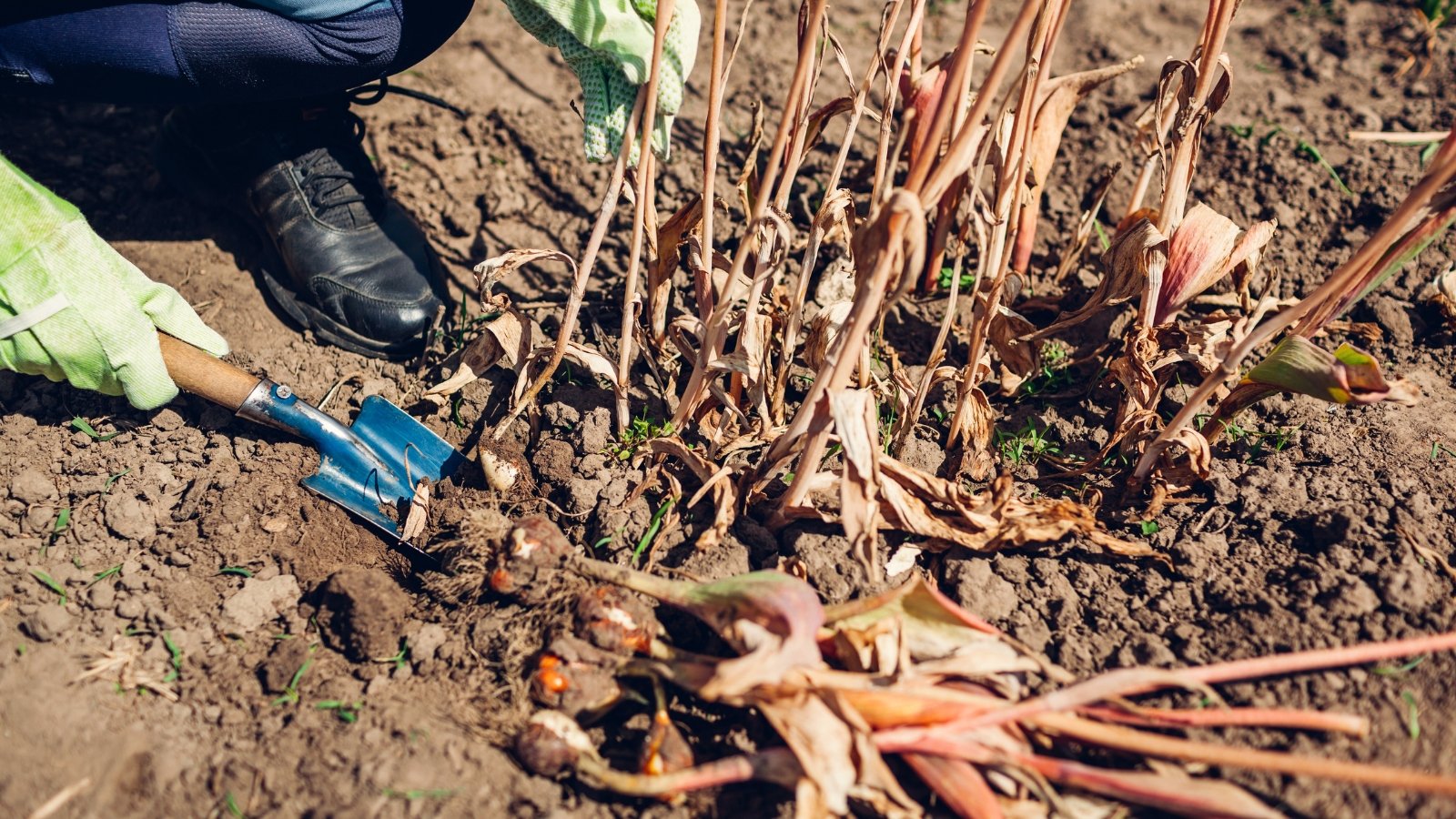 Close-up of a gardener digging up tulip bulbs in a sunny garden. Tulip bulbs with dry stems and leaves exhibit a dormant appearance, with the once-green foliage now brown and withered. Amidst this faded foliage, the bulbs themselves retain their firm, rounded shape, covered in papery outer layers.