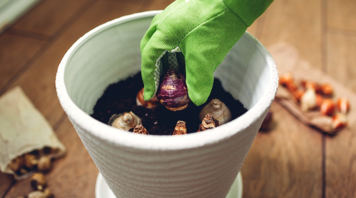 Close-up of a green-gloved hand planting a Hyacinth bulb in a large white container filled with soil and planted flowering plant bulbs. The Hyacinth bulb is compact and squat, resembling a small onion in shape. It features a smooth, papery outer layer of purple and brown shades.