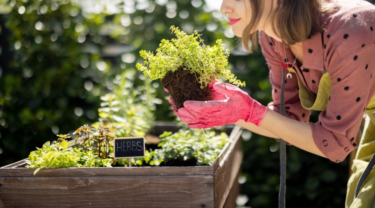 Close-up of a female gardener holding a thyme sapling before planting over a raised bed in a sunny garden. The gardener is wearing a green apron, pink shirt, and pink rubber gloves. Thyme seedling has a root ball, spreading stems with many small rounded green leaves. Many different herbs grow on a wooden raised bed.