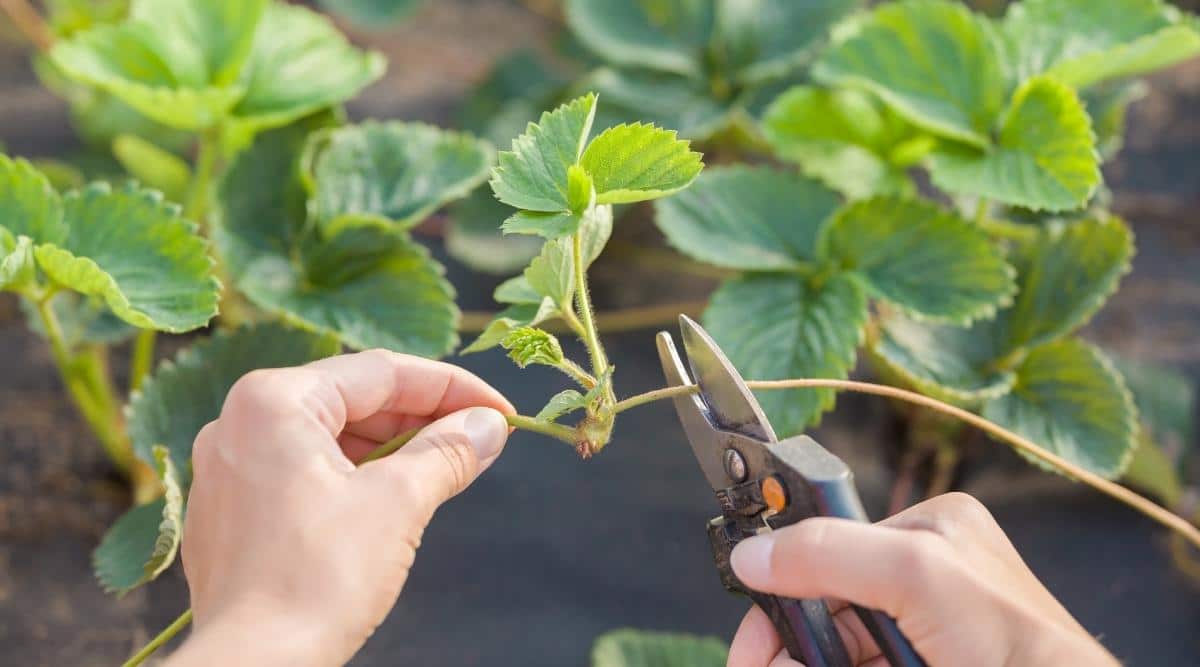 a gardener removes a runner from a strawberry plant with garden snips.