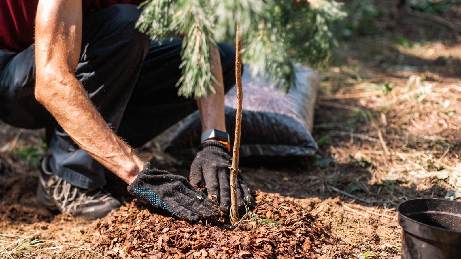 A gardener in black gloves carefully spreads bark mulch around a young pine sapling, illuminated by the warm rays of the sun, nurturing the growth of the delicate plant.