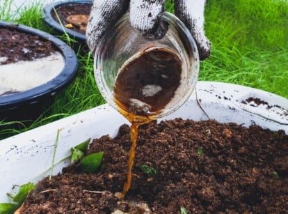 Gardener using homemade Fertilizer on Garden Plants