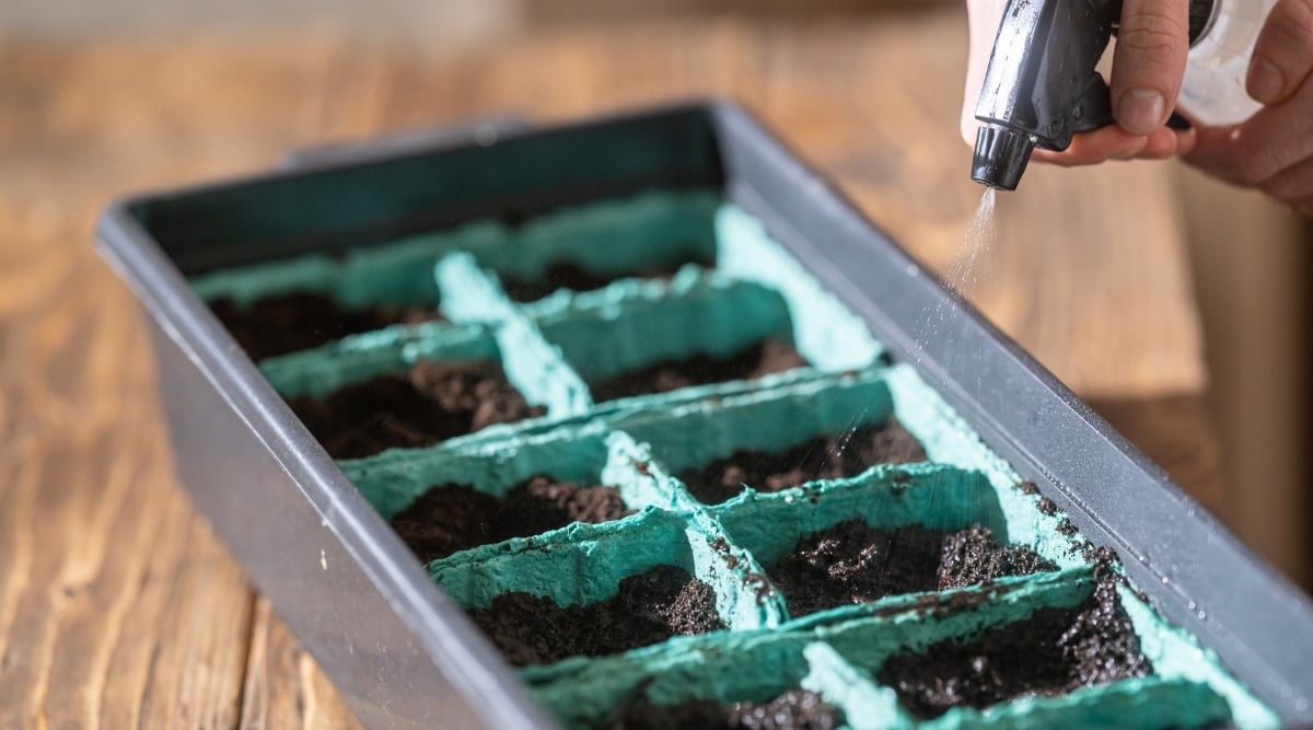 Gardener watering a seed tray with a spray bottle. The seed tray is a turquoise color, and sits in a plastic container.