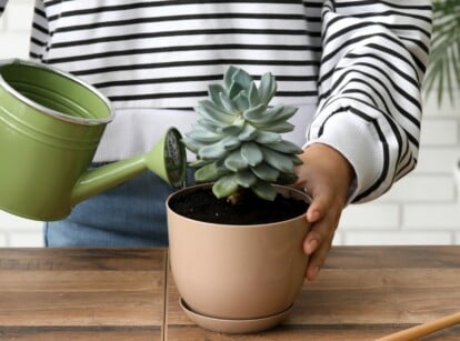 Gardener watering a succulent plant sitting on a table. They are holding a green watering can and water is dripping into the succulent pot.