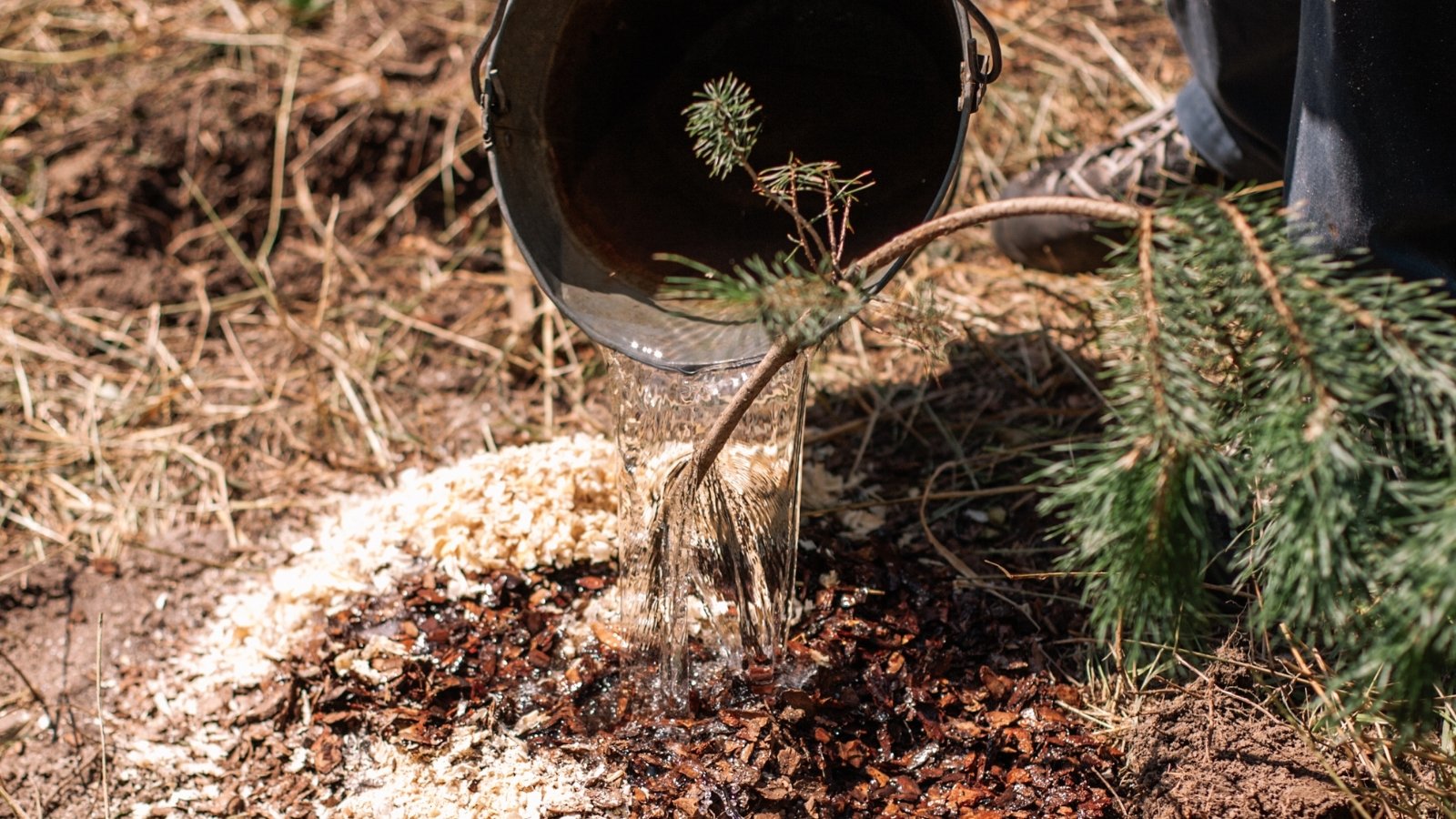 A gardener carefully pours water from a bucket onto the soil surrounding a young pine sapling, nurturing its growth with a gentle stream of moisture on a sunny day.