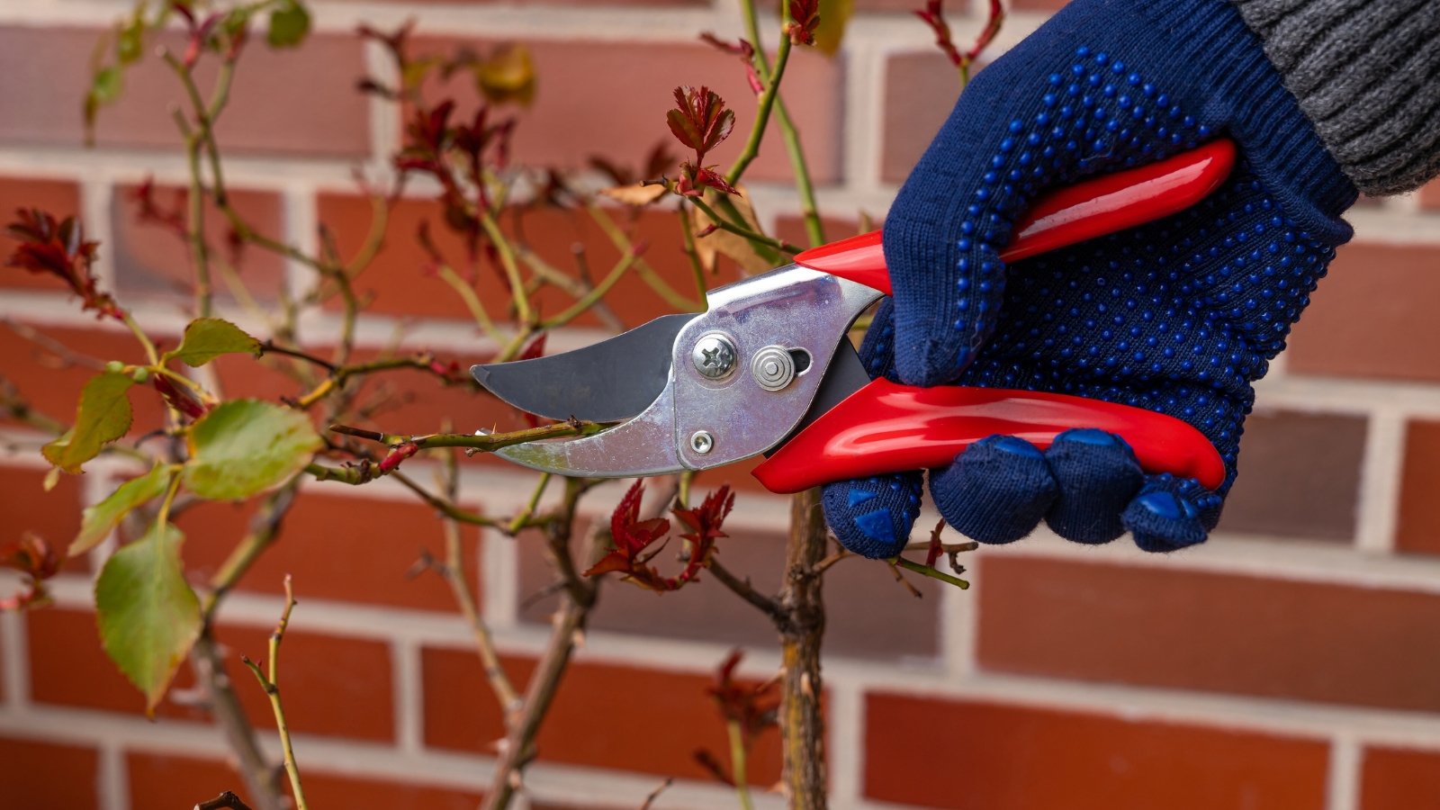 Close-up of a gardener's hand in a blue glove pruning a rose bush using red pruning shears.