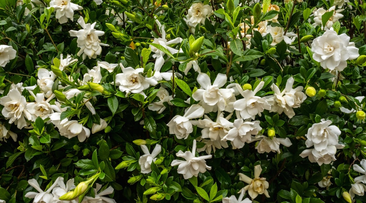 Close-up of a growing lush Gardenias bush in a sunny garden. The shrub has oval dark green leaves with smooth edges and a waxy texture. The flowers are large, rose-like, consist of large rounded white petals.