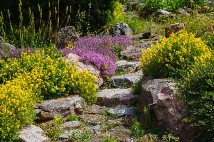 A beautiful sloped garden features a natural rock path and swathes of purple and yellow-blooming ground cover plants.