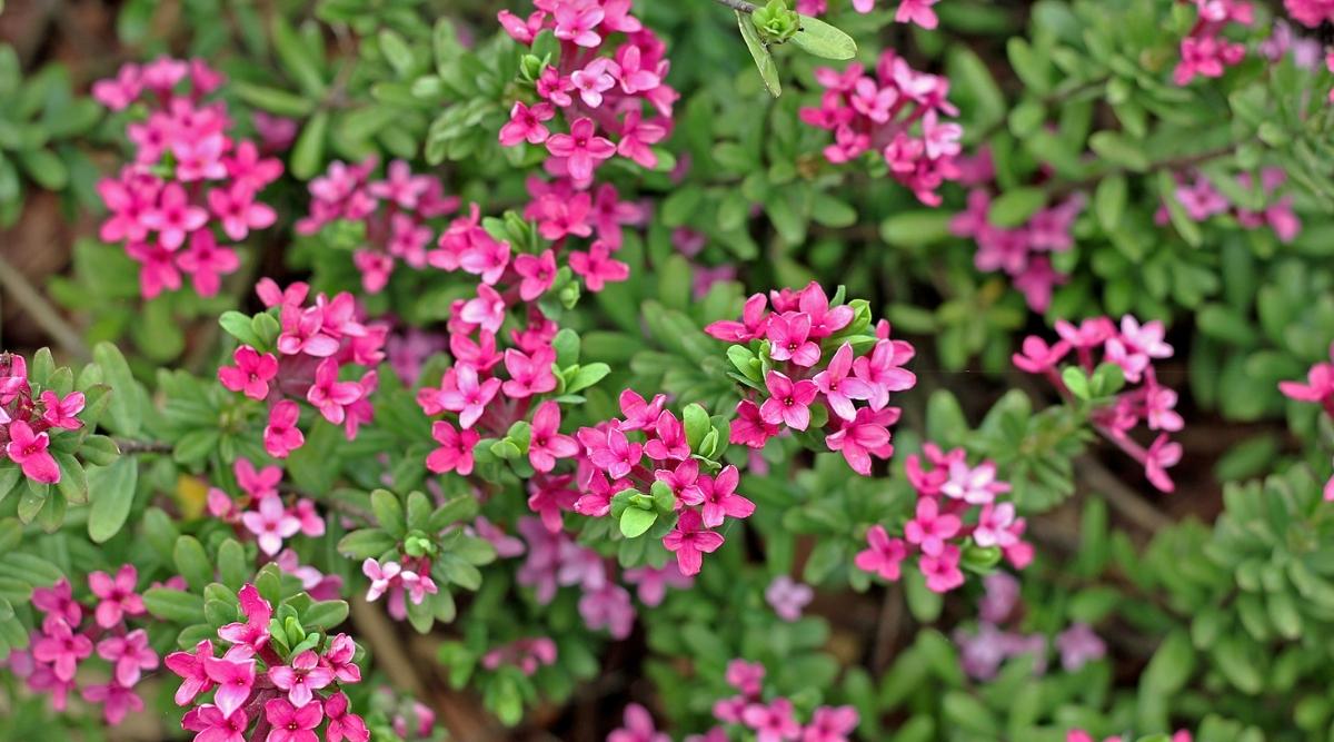 Garland Flower