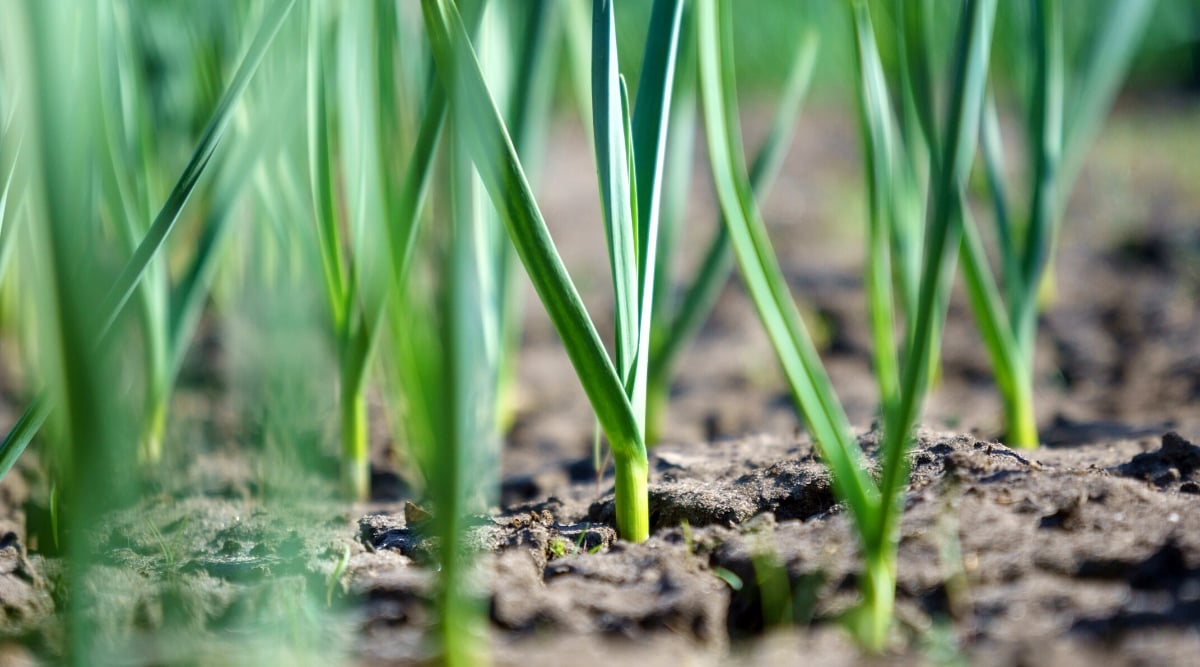 Close-up of growing garlic in the garden. The plant has long thin leaves that grow in the form of a rosette. The leaves are dark green, flat and have a smooth texture.