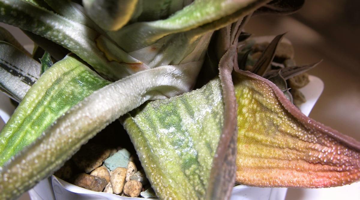 Close-up of Gasteria cv. Little Warty in a white pot, the leaves of which have been damaged by frost. This small succulent has a rosette of thick, tongue-shaped leaves with pointed tips. The leaves are dark green with lighter edges. The leaves are limp, wrinkled, with reddish-brown spots.