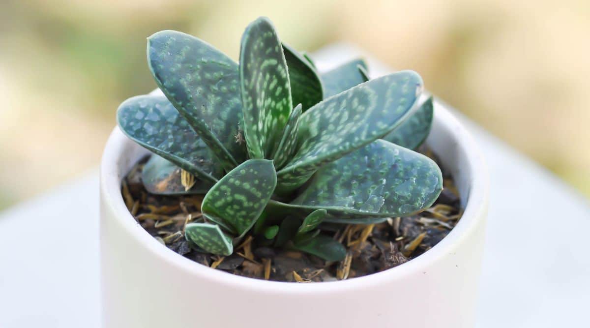 Tiny Ox Tongue Succulent in Small Container