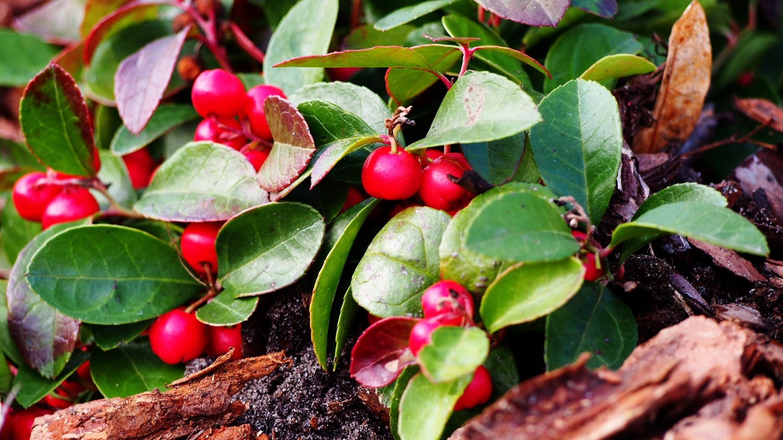 A close-up of a Wintergreen plant showcasing its striking red berries. The leaves of Wintergreen are prominently displayed, contrasting beautifully with the dark, rich soil underneath. The environment exudes a sense of lushness and vitality.