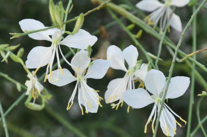 Gaura lindheimeri