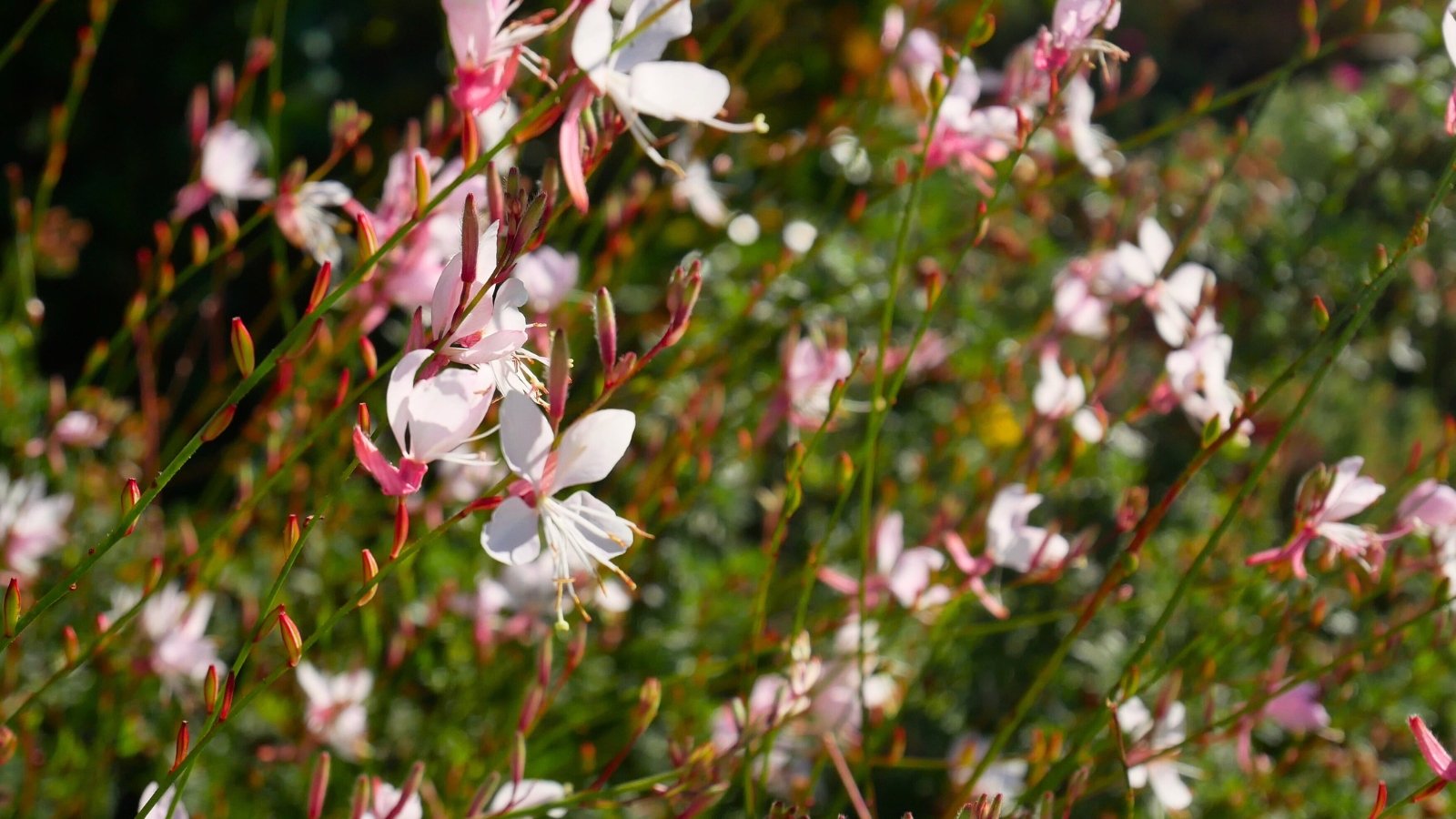 Gaura types. The gaura plant displays slender stems adorned with delicate buds and flowers, each bloom boasting four petals of white with a slight blush and delicate, airy appearance, resembling graceful butterflies dancing in the breeze.