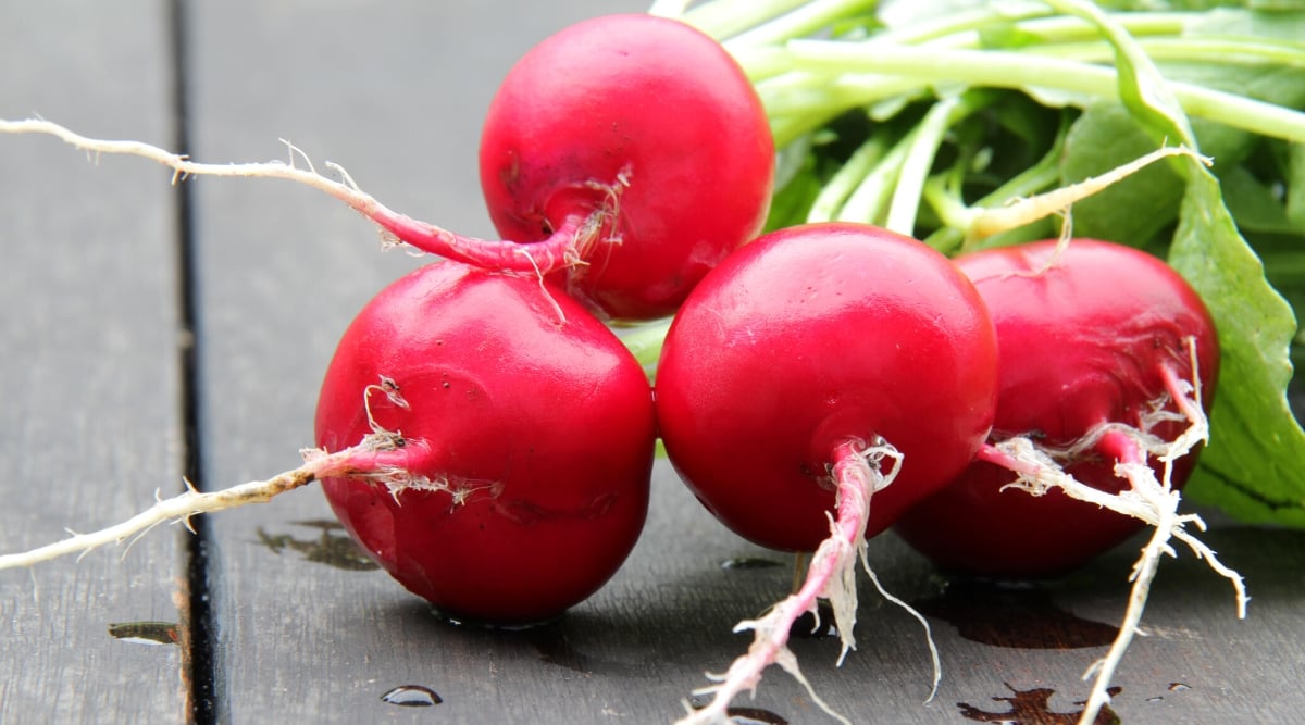 Close-up of a ripe German Giant radish on a wooden table outside. German Giant is a globular variety with bright red skin and white flesh.