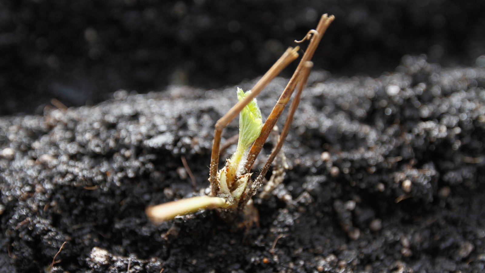 A bare root strawberry plant lies nestled in rich, dark soil, ready to sprout life. Its tender shoots stretch upwards, yearning for the warm embrace of the sun, eager to unfold their delicate leaves.