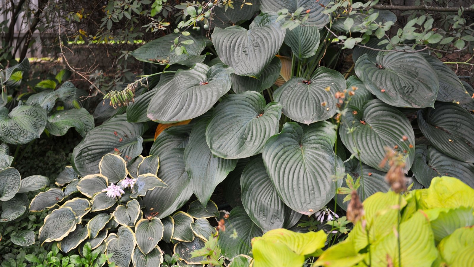 This hosta boasts strong, upright stems bearing colossal, textured grey-green heart-shaped leaves.