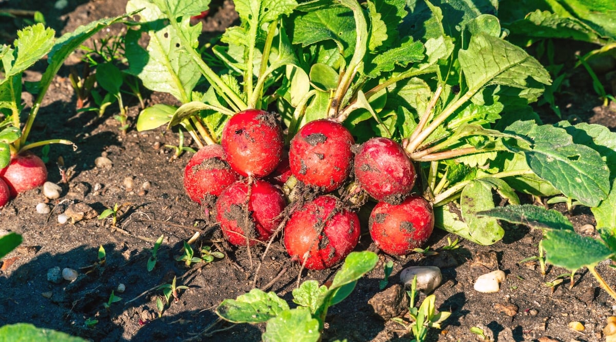 Close-up of a freshly picked Giant of Sicily radish in a garden bed. The radish has globular roots with bright red skin and a beautiful rosette of large, oval, lobed dark green leaves.