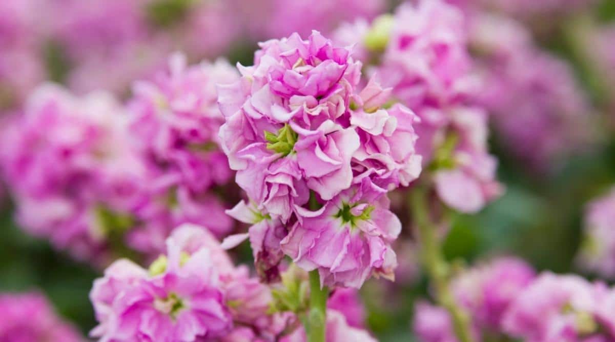 Gillyflower