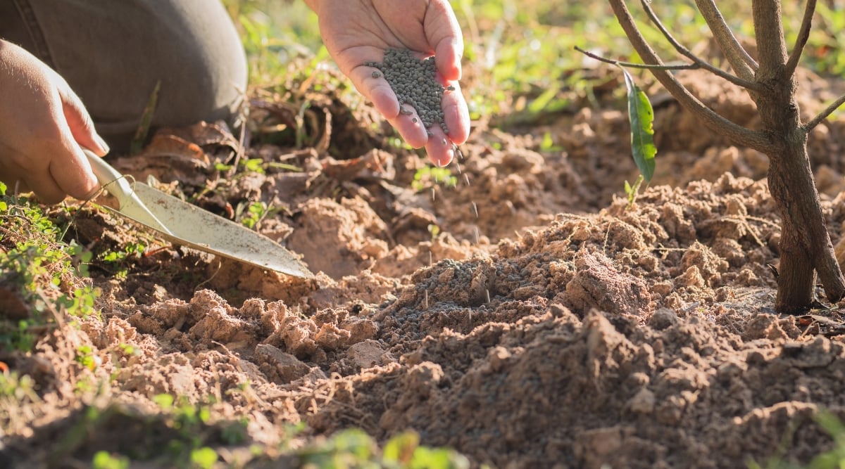 A skilled gardener kneels on the soil. In one hand, the gardener holds a sturdy, white trowel, while the other hand holds a fertilizer. They pour it slowly to the soil, ensuring the young pecan plant receives the nourishment.
