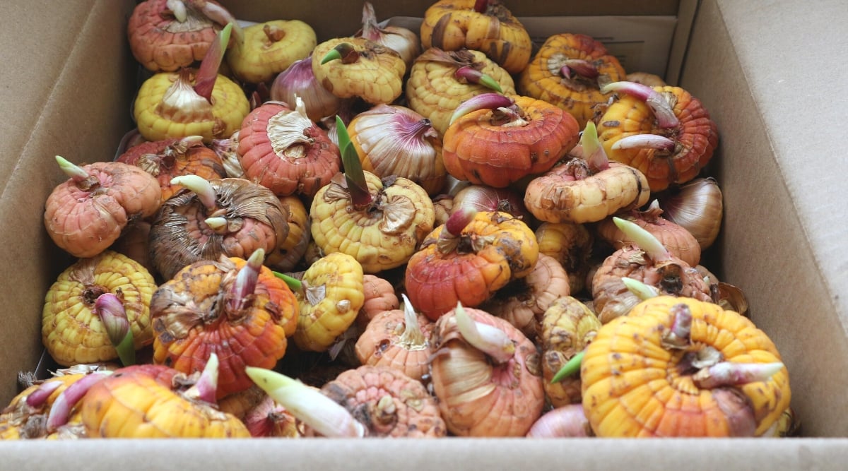 Close-up of many Gladiolus bulbs in a corton storage box. Gladiolus bulbs, also known as corms, are characterized by their small, rounded, and flattened shape with a papery outer covering. Sprouted Gladiolus bulbs are yellow, pink and orange.