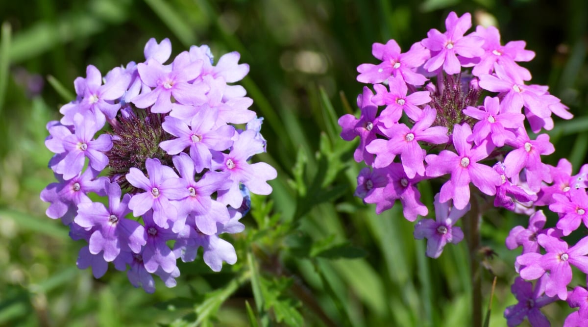 Close-up of flowering plants Glandularia canadensis against a blurred background of a sunny garden. Glandularia canadensis, commonly known as rose vervain or Canadian vervain, is a perennial wildflower. The plant has a spreading habit, characterized by basal leaves with deep lobes, divided into several narrow segments. Glandularia canadensis produces compact inflorescences of small tubular flowers on slender stems. The flowers have five petals and are pink to lavender in color.