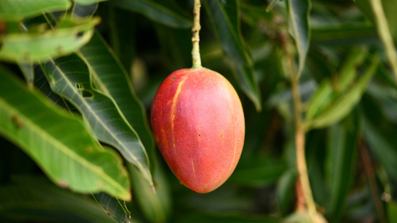 Close-up of a ripe mango hanging from a Glenn mango tree against a background of lush, dark green foliage. The fruit is oval elongated in shape, with golden-yellow skin with a pink tint.