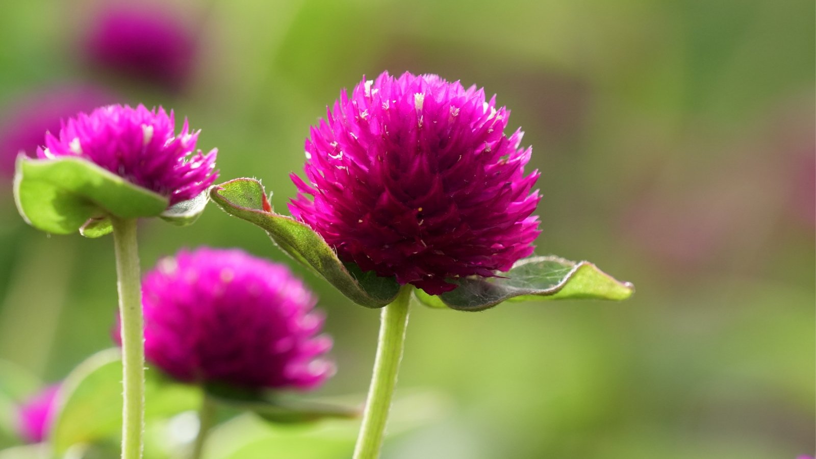 A close-up of spherical, purple gomphrena flowers nestled amidst leaves and delicate stems, showcasing intricate natural beauty and vibrant color contrast in a tranquil botanical setting.