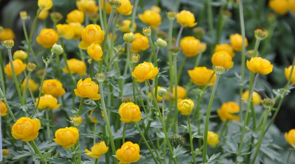 Globe Flower