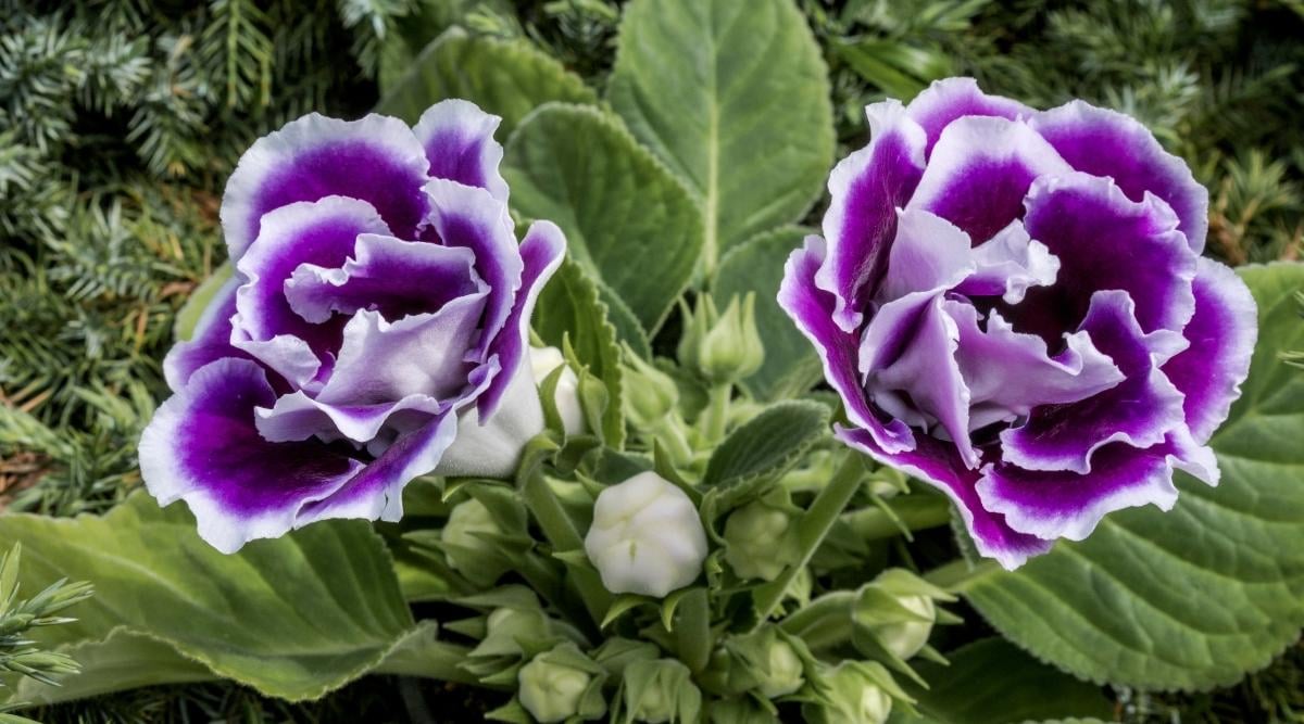Gloxinia